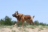 MALINOIS 733